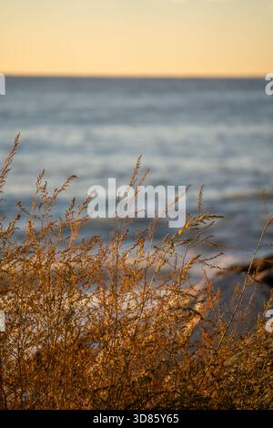 Seegras mit friedlicher Atmosphäre, ruhige Küstenlandschaft mit Gras und fernen Wellen Stockfoto