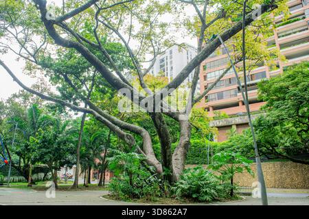Ein malerischer Blick auf einen Park in Cali, Kolumbien, mit üppigen grünen Bäumen und modernen Gebäuden im Hintergrund. Stockfoto