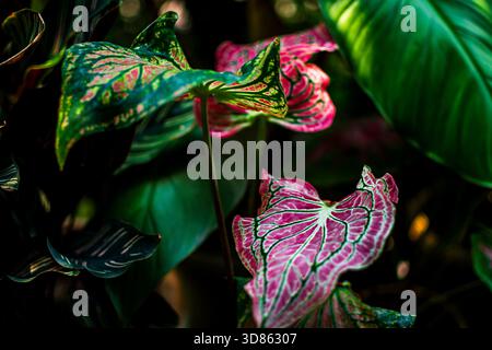 Lebendiges Caladium-Laub mit bunten Blättern in tropischem Licht Stockfoto