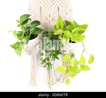 Schöne Topfpflanzen hängen in Makramee-Pflanzgefäßen isoliert auf weiß Stockfoto