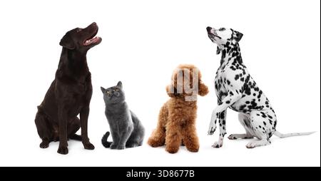 Niedliche Hunde und Katzen, die etwas auf weißem Hintergrund anschauen Stockfoto