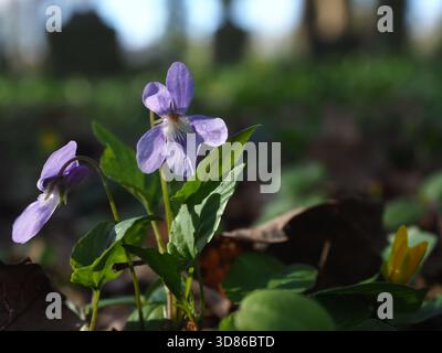 Die Holzviolett-Blüte wächst im Frühjahr auf dem Waldboden Stockfoto