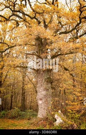 Monumentale Eiche im Herbst in der Nähe von Aubigny-sur-Nère (Centre Val-de-la-Loire) Stockfoto