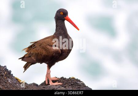 Black Oystercatcher (Haematopus bachmani) thront an der felsigen Küste von Oregon. Stockfoto