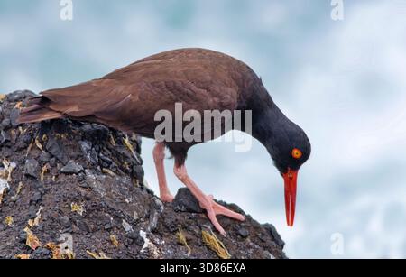 Black Oystercatcher (Haematopus bachmani) thront an der felsigen Küste von Oregon. Stockfoto