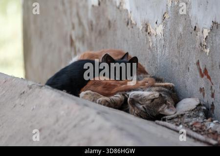 Drei streunende Katzen schlafen zusammen an einer verwitterten Mauer in Kairo, Ägypten. Stockfoto