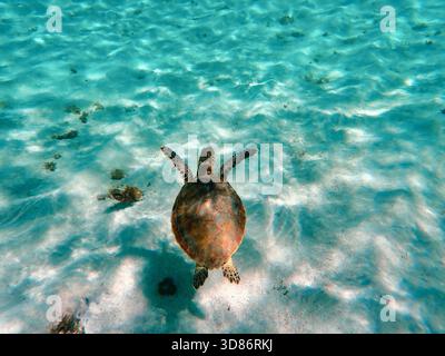 Grüne Meeresschildkröte (Chelonia mydas) schwimmt über dem sandigen Meeresboden in flachen tropischen Gewässern von Guadeloupe, Karibik Stockfoto