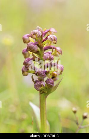 Froschorchideen (Dactylorhiza viridis) Blumen, Isle of Harris, Schottland, Vereinigtes Königreich Stockfoto