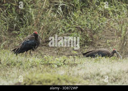 Blick auf zwei rothaarige Ibis-Vögel zwischen den üppig grünen Gräsern des Chitwan National Park, Chitwan National Park, Nepal. Stockfoto