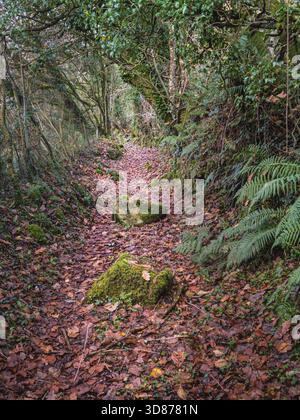 Blick auf einen Pfad, der mit gefallenen Blättern bedeckt ist, flankiert von moosbedeckten Steinen und üppigen Farnen unter einem Baumdach, Bodmin, England, Vereinigtes Königreich. Stockfoto