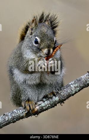 Ein wildes Rotes Eichhörnchen, Tamiasciurus hudsonicus, sitzt auf einem Zweig und isst einen Fichtenzapfen, den er geerntet hat. Stockfoto
