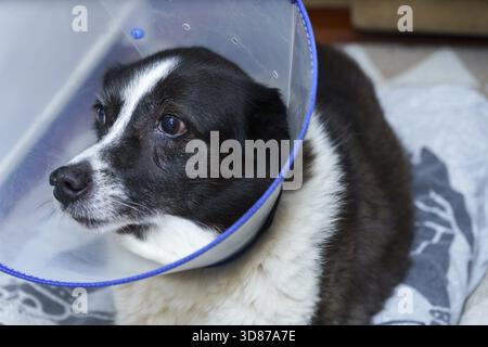 Schwarz-weiße Border Collie Mix Hund mit elisabethanischem Kragen, auch bekannt als Schamkegel, während der Genesung Stockfoto