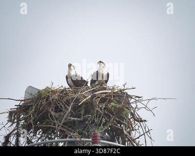 Ein Brutpaar amerikanischer Fischadler auf einem Nest, das auf einer Boje gebaut wird. Fotografiert am Golf von Mexiko in Biloxi, Mississippi. Stockfoto