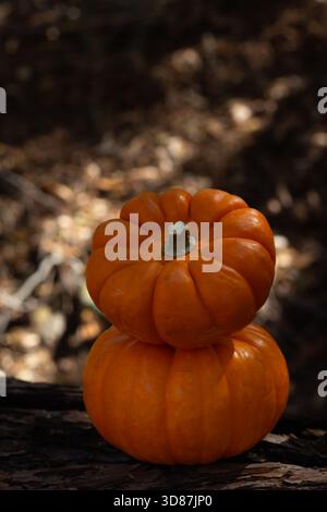 Zwei leuchtend orange Kürbisse sind auf einem Holzstamm in einem Wald gestapelt. Die Kulisse zeigt sanfte Herbstblätter und sanftes Sonnenlicht, das durch Bäume filtert. Stockfoto