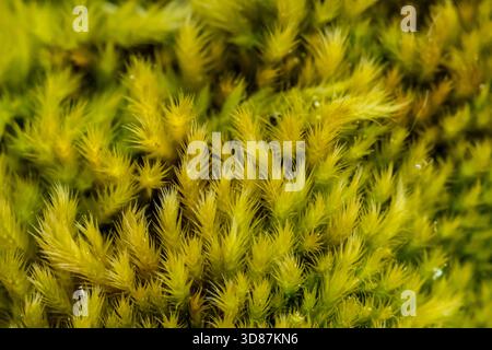Nahaufnahme von lebendigem grünem Moos mit spitzen Blättern und weicher Textur auf Waldboden. Stockfoto