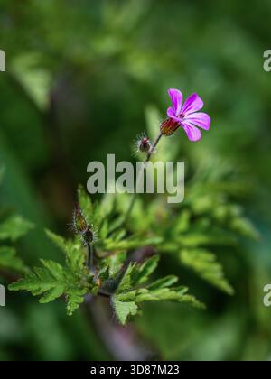Nahaufnahme einer Wildblume mit leuchtenden rosa-violetten Blüten und dunkleren Adern vor einem weichen grünen Hintergrund. Umgeben von gezackten Blättern und Haaren Stockfoto