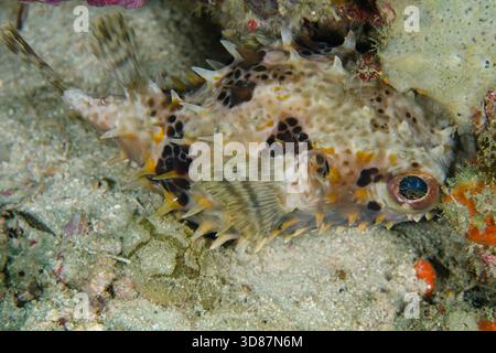Gelbfleckiger Burrfish, Cyclichthys spilostylus, mit ungewöhnlichem Muster, Tauchplatz White Arrow, Waigeo Island, Aljui Bay, Raja Ampat, West Papua Stockfoto