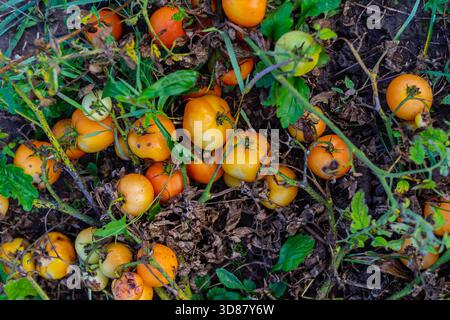 Ein natürliches Bild von oben von Reifen und unreifen Tomaten, die auf dem Boden liegen, umgeben von trockenen und grünen Blättern, zeigt eine organische Gartenszene mit Real impe Stockfoto