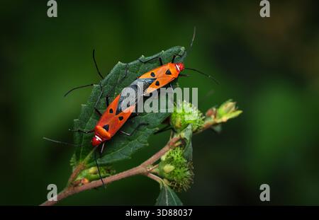 Nahaufnahme von zwei Insekten, die sich auf einem Blatt paaren. Dieses Makrofoto wurde aus Chittagong, Bangladesch, aufgenommen. Stockfoto