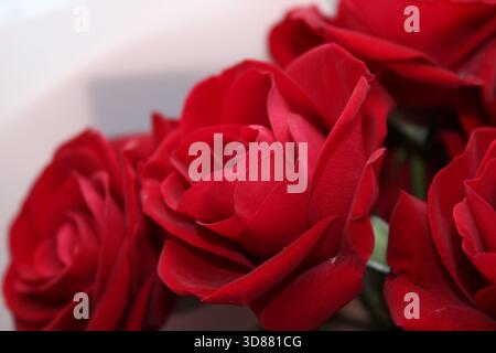 Eine Nahaufnahme der dunkelroten Rosen, die in einem Blumenstrauß angeordnet sind. Die Blütenblätter sind frisch und lebendig und zeigen ihre Schönheit. Perfekt für Feiern oder Romantik Stockfoto