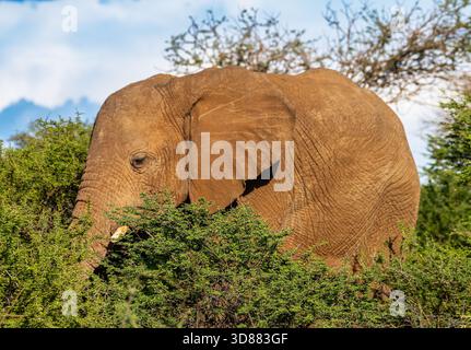Junger afrikanischer Elefant im Okavango-Delta, Botswana Stockfoto