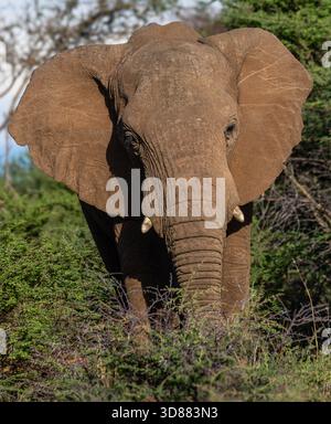 Junger afrikanischer Elefant im Okavango-Delta, Botswana Stockfoto
