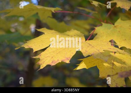 Ahornbaum im Herbst Stockfoto