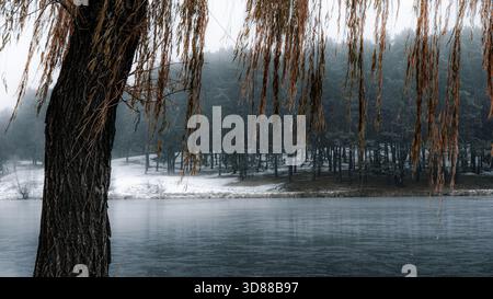 Eine ruhige Winterlandschaft mit einem gefrorenen See, der von einem dichten Kiefernwald umgeben ist. Schnee bedeckt den Waldboden und Nebel driftet durch die Baumkronen, c Stockfoto
