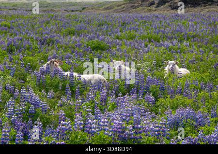 Südisland, Schafe auf dem Feld der blühenden nootka Lupine Stockfoto