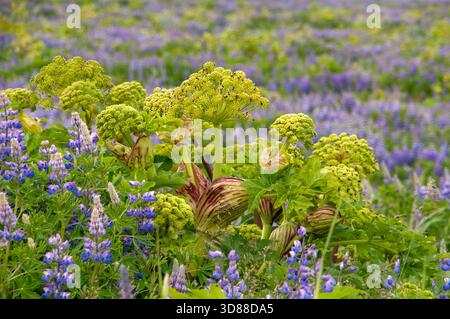 Südisland, blühende angelica archangelica umgeben von nootka Lupine Stockfoto