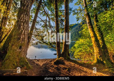Bäume über dem Lake Crescent, auf dem Fairholme Campground, bei Sonnenaufgang, Frühherbst, Olympic National Park, Olympic Peninsula, Bundesstaat Washington, USA Stockfoto