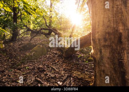 Helles Sonnenlicht, das durch die Bäume im ruhigen Wald leuchtet Stockfoto
