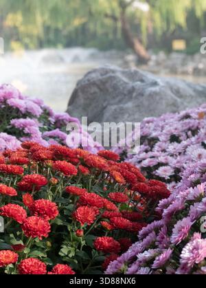 Der Bogen, der von violetten und roten Chrysanthemen durch einen Brunnen gebildet wird Stockfoto
