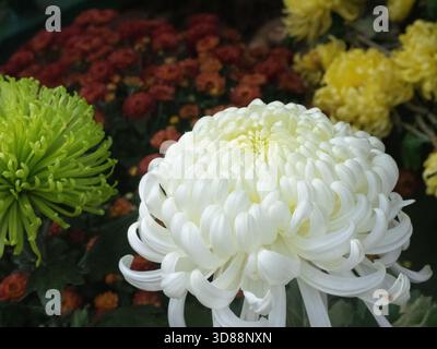 Nahaufnahme der Blütenblätter einer riesigen, blühenden weißen Chrysantheme Stockfoto