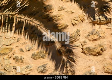 Schatten von Palmblättern auf einer Steinmauer Stockfoto