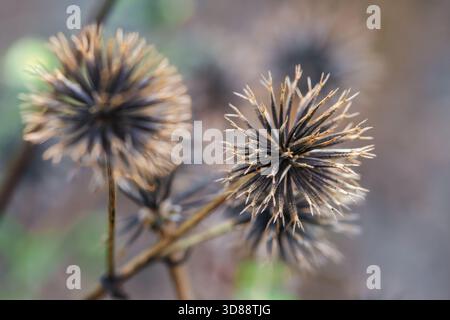 Makroansicht von zwei spitzen braunen Samenköpfen im Hintergrund mit weichem Fokus, die auf die Ankunft des Winters in der Gemeinde Cinsbu Jianshi Hsinchu Taiwan hinweisen. Stockfoto