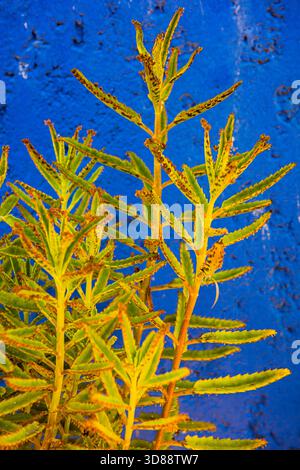 Leuchtende gelb-grüne saftige Pflanze gegen eine leuchtend blaue Wand in Essaouira, Marokko Stockfoto