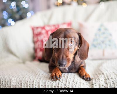 Dackelhund liegt auf einer weichen Strickdecke in einem festlichen Wohnzimmer. Dekorative Kissen und funkelnde Lichter sorgen für ein warmes und einladendes Ambiente Stockfoto