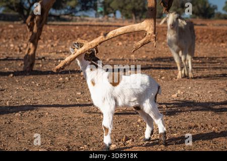 Junge Ziegen in der Nähe von Arganbäumen im ländlichen Marokko Stockfoto