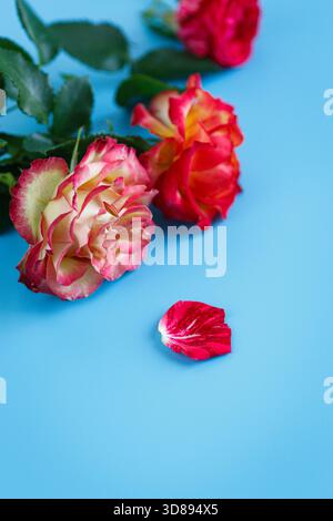 Schöne frische Rosen auf himmelblauer Oberfläche. Stockfoto
