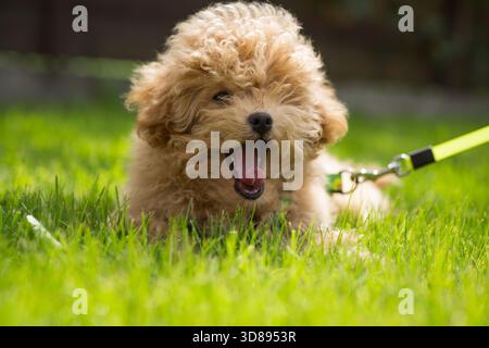 Flauschiger Maltipoo-Welpe an der Leine auf dem Gras liegend. Stockfoto