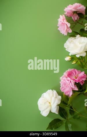 Makroaufnahme Weiße und rosa Rose mit Blütenblättern. Stockfoto