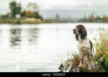 Ein alter englischer Cocker Spaniel steht an einem nebeligen Tag in der Nähe von Felsen im flachen Seewasser. Stockfoto