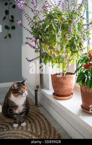 Ruhige, entspannte Calico-Katze, die zu Hause auf Jute-Teppich sitzt. Kuriose Hauskatze sieht blühende thai-Basilikum und Chili-Paprika in Tontöpfen auf der Fensterbank. Das Leben der Haustiere im Haus. Stockfoto
