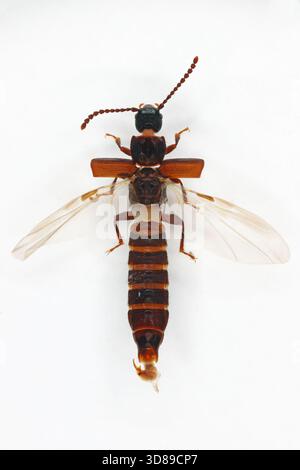 Rove-Käfer in der Familie Staphylinidae mit den Flügeln des zweiten Paares ausgebreitet, die in der Ruheposition gefaltet sind. Stockfoto