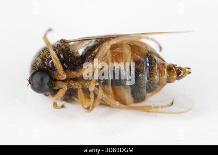 Spitzhörner Buckelhals, Fliege von der Familie der Acroceridae mit kleinem Kopf oder Hunch-back-Fliegen. Ihre Larven sind Spinnenparasitoide. Stockfoto