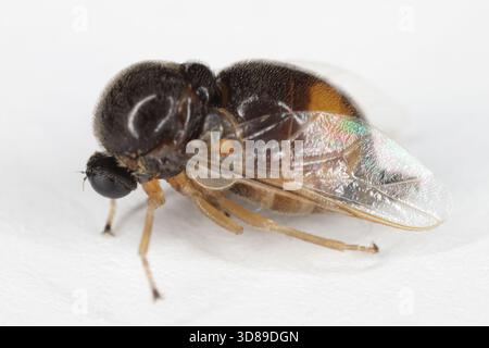 Spitzhörner Buckelhals, Fliege von der Familie der Acroceridae mit kleinem Kopf oder Hunch-back-Fliegen. Ihre Larven sind Spinnenparasitoide. Stockfoto