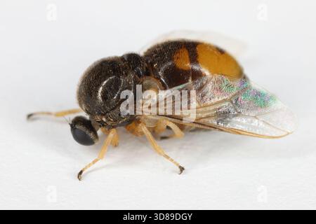 Acrocera orbicula, auch bekannt als der oberhörnliche Buckelhund, ist eine Fliegenart aus der Familie der Acroceridae. Stockfoto