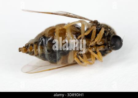 Acrocera orbicula, auch bekannt als der oberhörnliche Buckelhund, ist eine Fliegenart aus der Familie der Acroceridae. Stockfoto