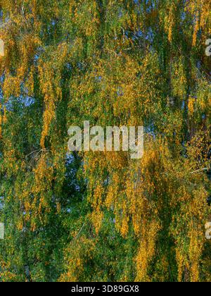Natural autumn background with colorful leaves of a birch tree Stockfoto
